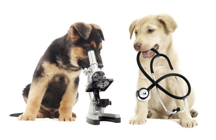 hunde katzen
